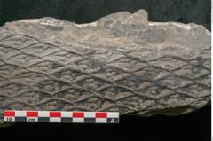 Foto (Detailansicht) von Lepidodendron aculeatum St. (NHMW-GEO-2024-0188-11021)